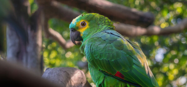 Amazone à front bleu