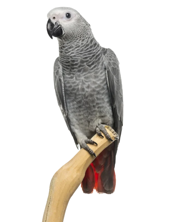 Gris du Gabon